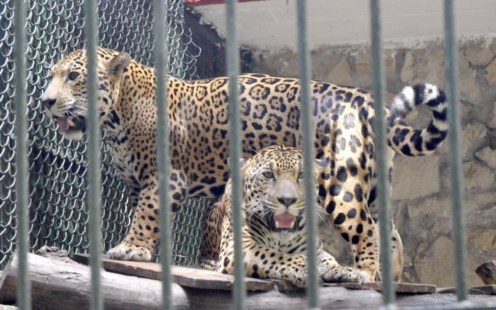 zoologico