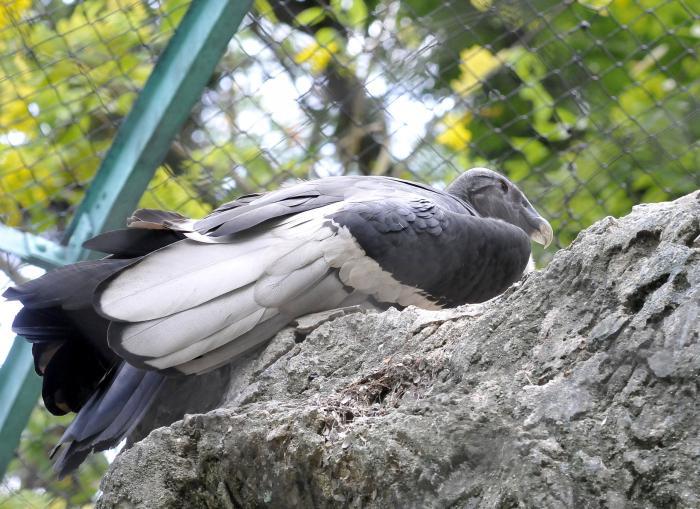 zoologico
