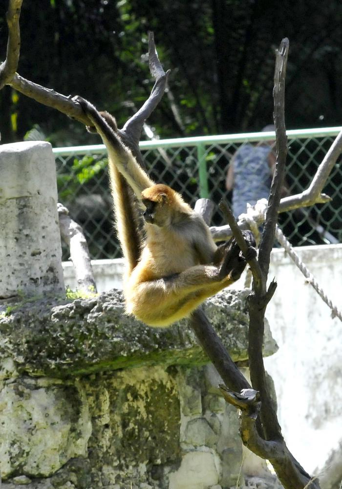 zoologico