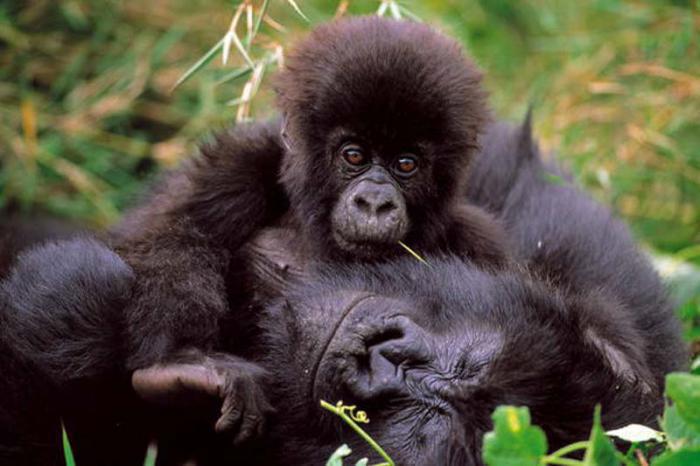 Democratic Republic of Congo - Kahuzi-Biega National Park / Garamba National Park / Okapis National Park / Salonga National Park / Virunga National Park.