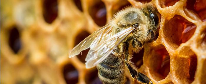 Bee honey has unique antioxidant, energizing, immune-stimulating, healing, antiseptic, laxative, diuretic and antibacterial properties.