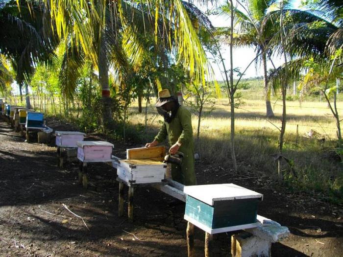 Alongside the manufacture of well-known products, Apicuba is now promoting a new line of nutritional supplements, obtained from a combination of honey, pollen, propolis and royal jelly.