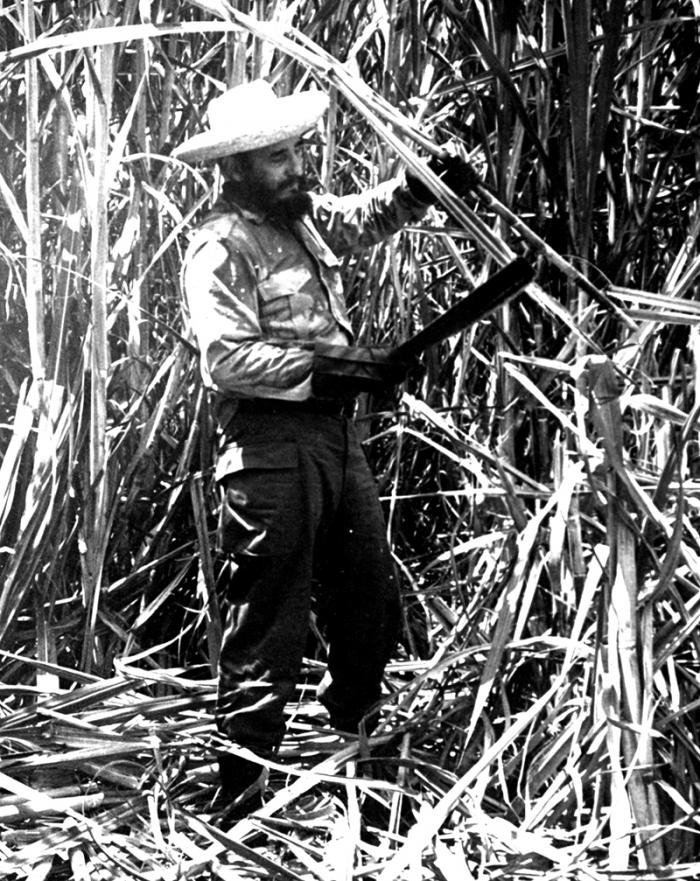 Cutting cane with a voluntary work brigade.