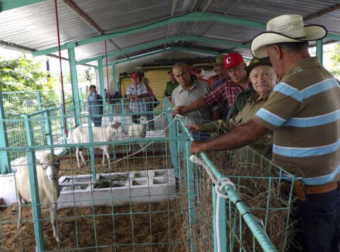 Comandante of the Revolution touring an artificial insemination center in Granma province.