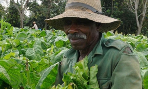 Estanislao Sánchez, campesino en el cultivo y cosecha del tabaco en las plantaciones de tabacos de la CCS Osmani Arenado de San Juan y Martínez de Pinar del Rio.