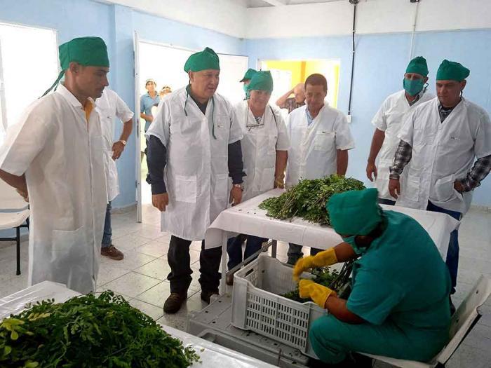 planta integral de polvo de moringa