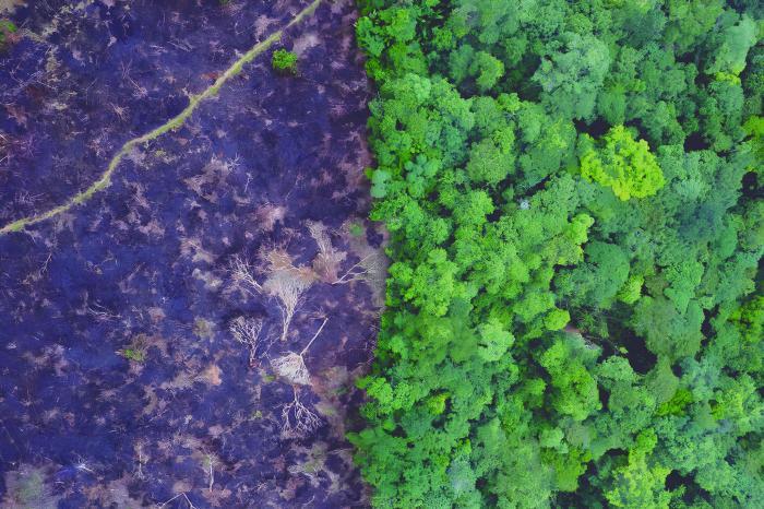 Deforestation, one of the rising scourges